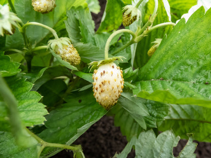 20 Pineapple Crush Strawberry (Fragaria Vesca) Seeds