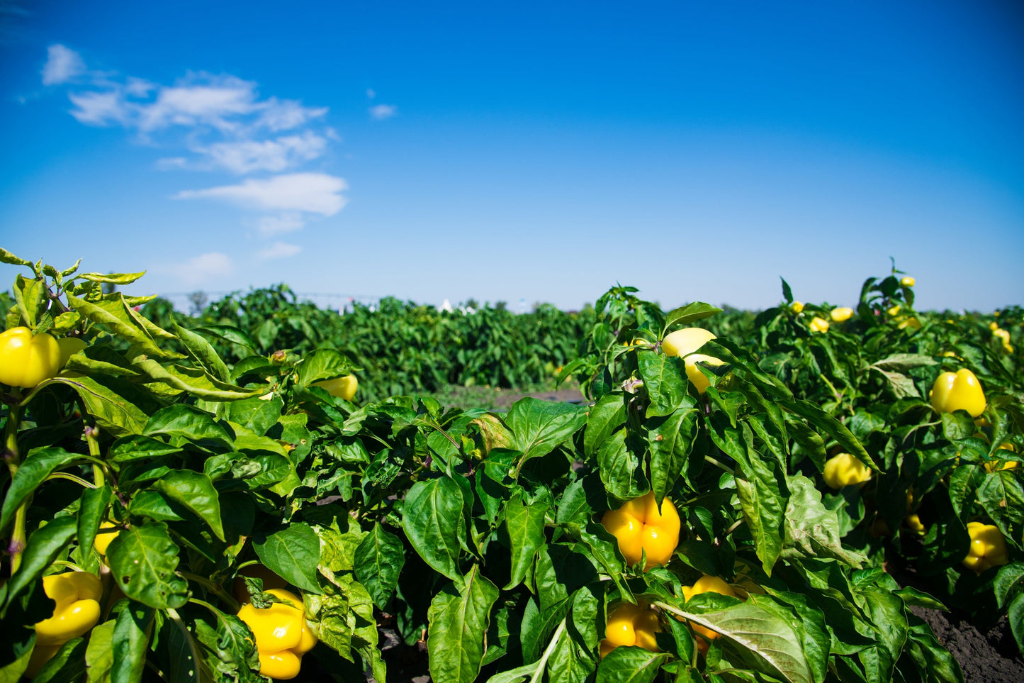 100 Canary Bell Pepper (Capsicum Annuum) Seeds