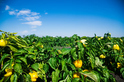 100 Canary Bell Pepper (Capsicum Annuum) Seeds