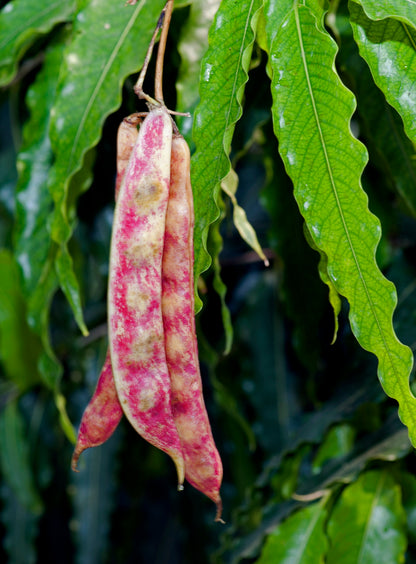 Borlotti Cranberry Bean (Phaseolus vulgaris) Seeds – 50 ct