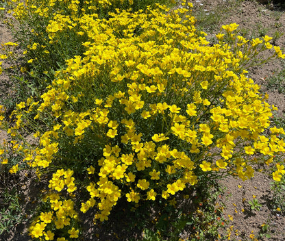 500  Golden Flax/Linseed (Linum Flavum) Seeds