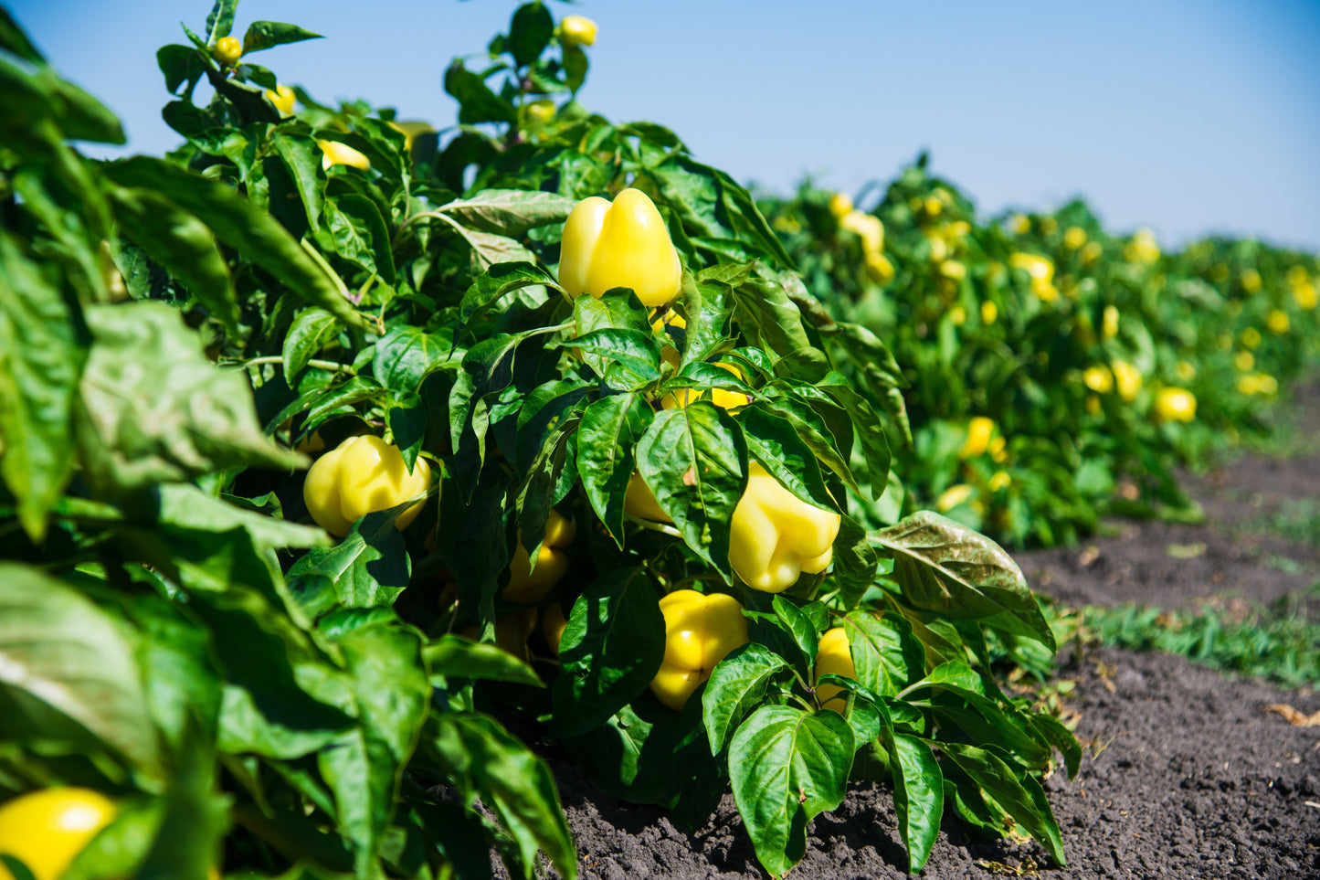 100 Canary Bell Pepper (Capsicum Annuum) Seeds