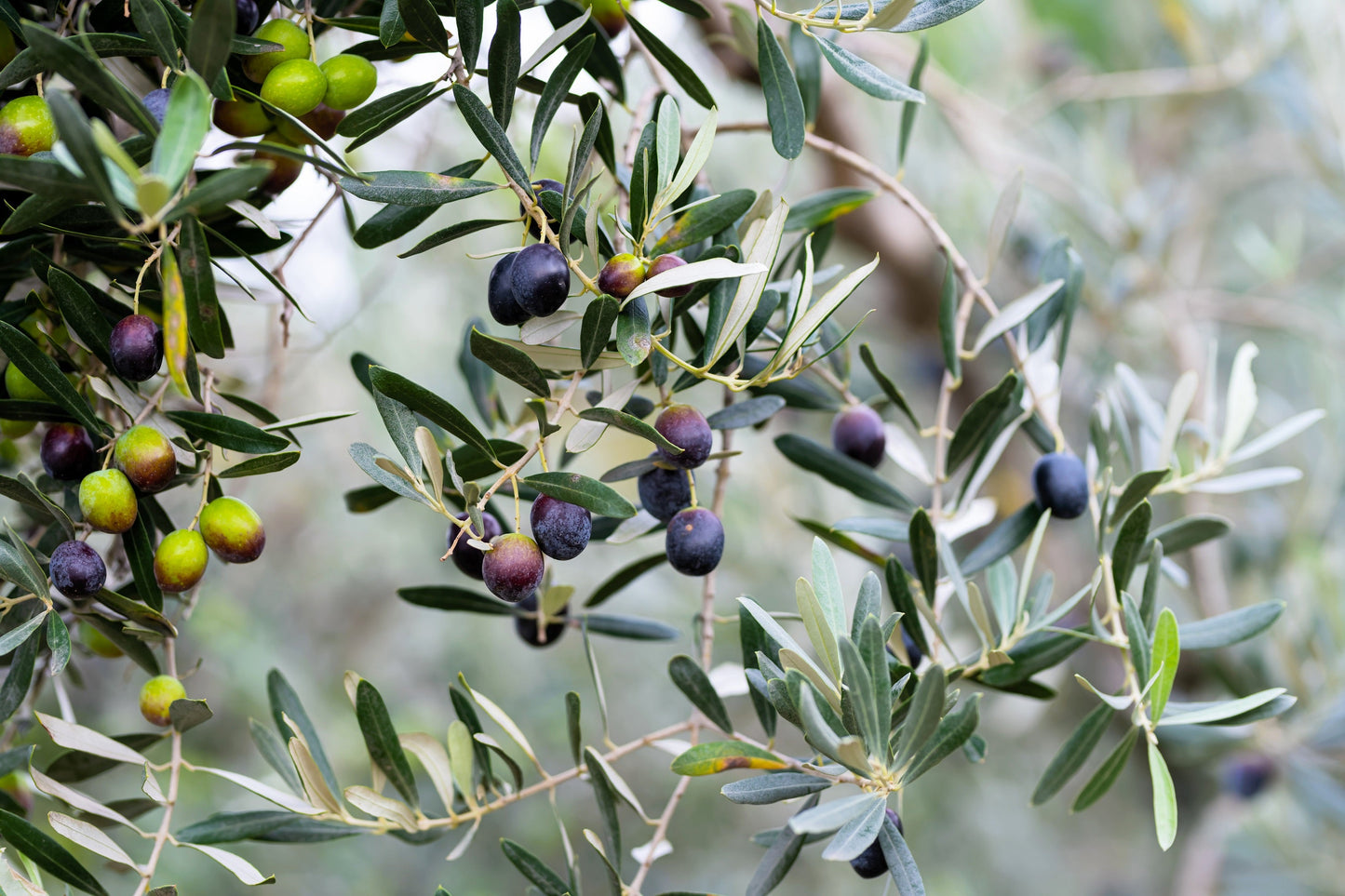 10 Canino Olive Tree (Olea Europaea Canino) Seed