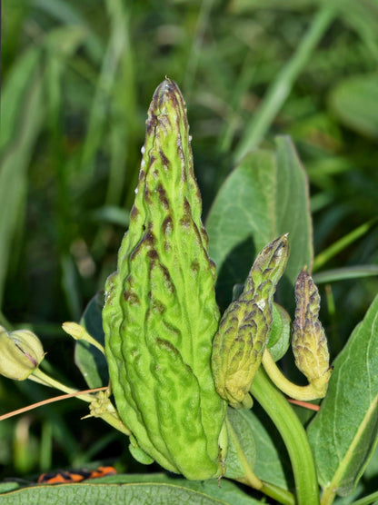 Green Spider Milkweed (Asclepias viridis) Seeds – 20 ct