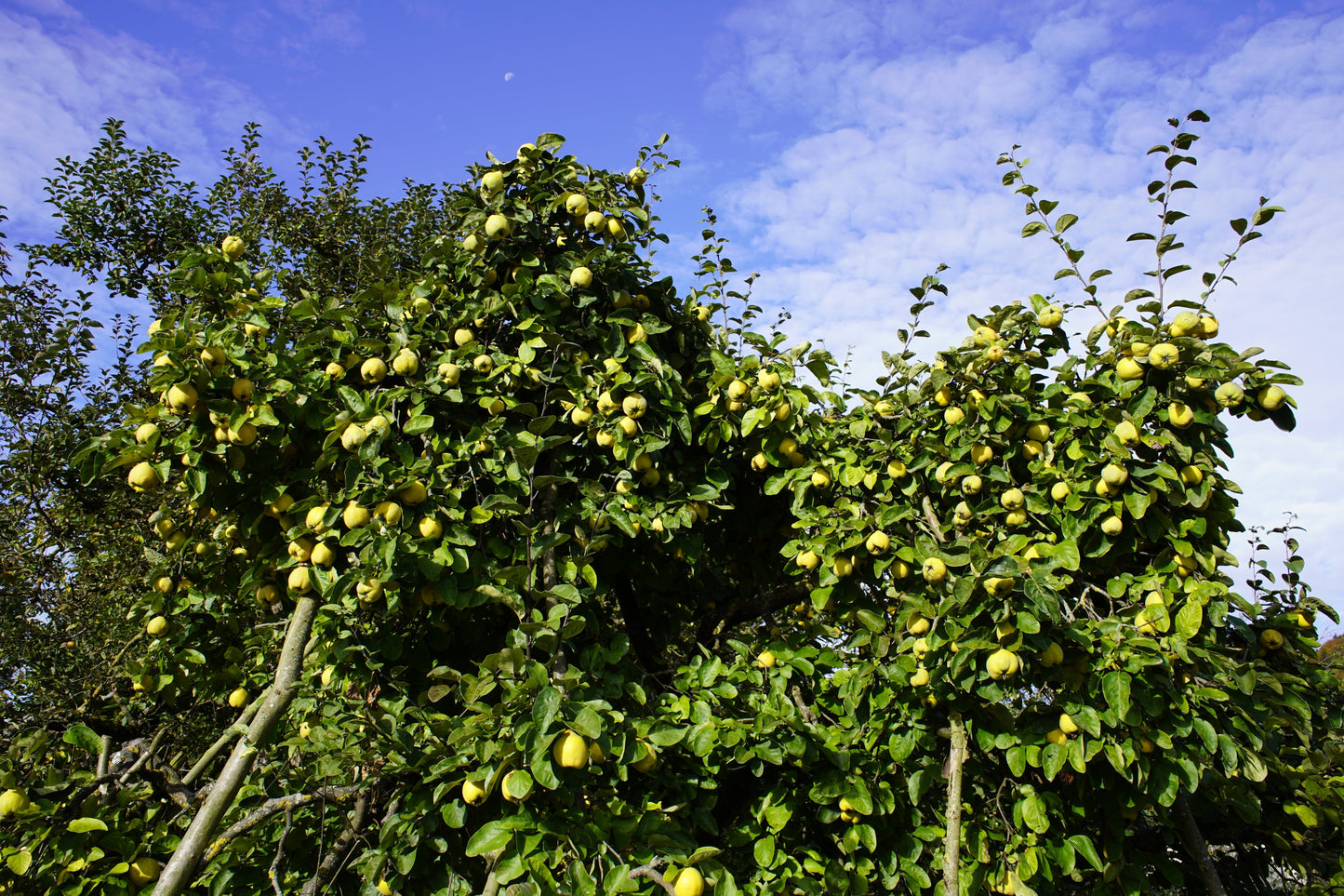 20 Common Culinary Quince (Cydonia Oblonga) Seeds