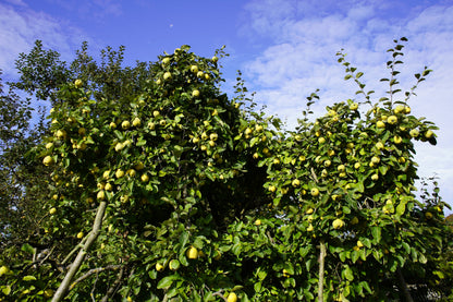 20 Common Culinary Quince (Cydonia Oblonga) Seeds