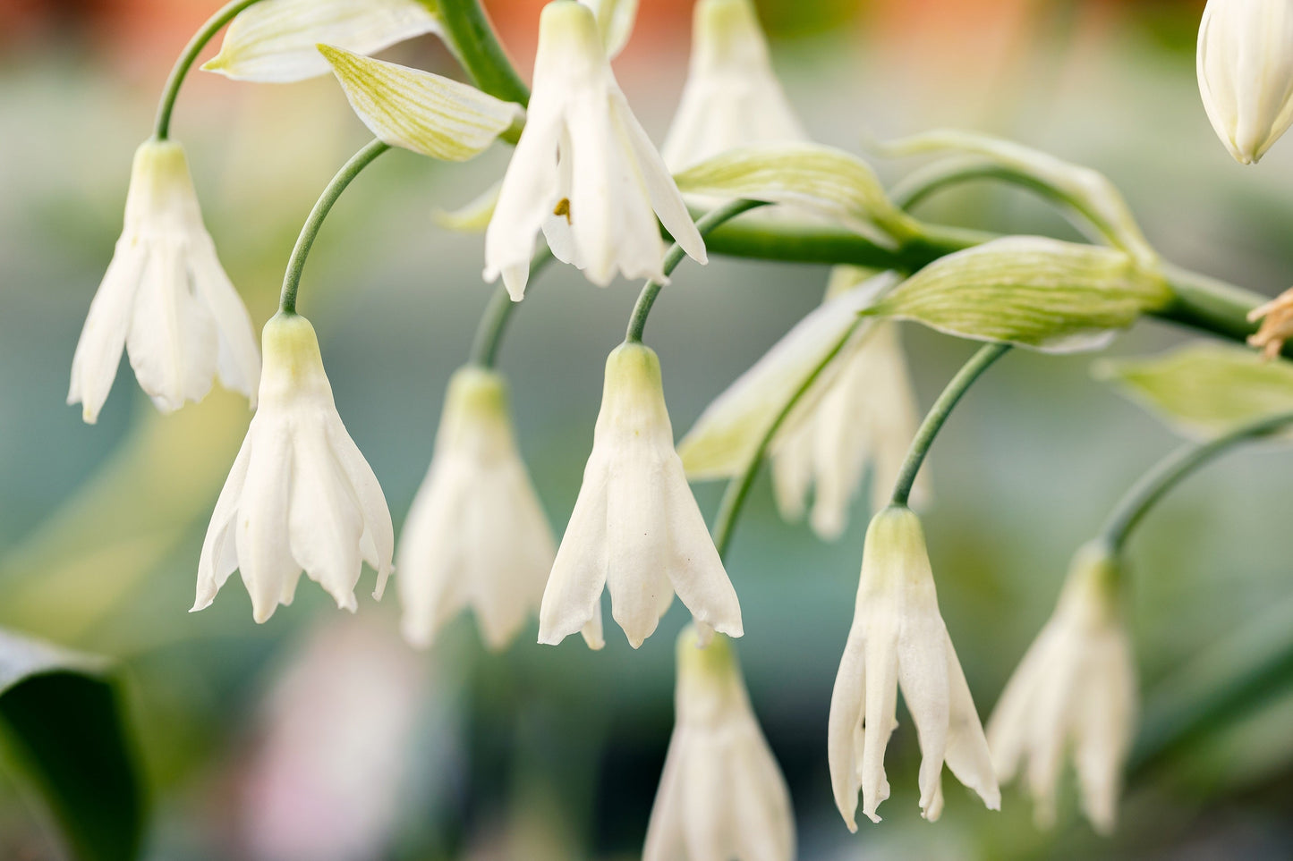 10 White African Hyacinth (Ornithogalum Candicans / Galtonia) Seeds