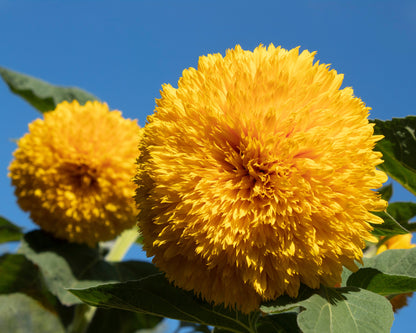 Double Dwarf Teddy Bear Sunflower (Helianthus annuus) Seeds – 150 ct