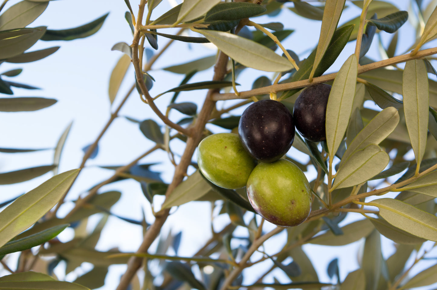 10 Canino Olive Tree (Olea Europaea Canino) Seed