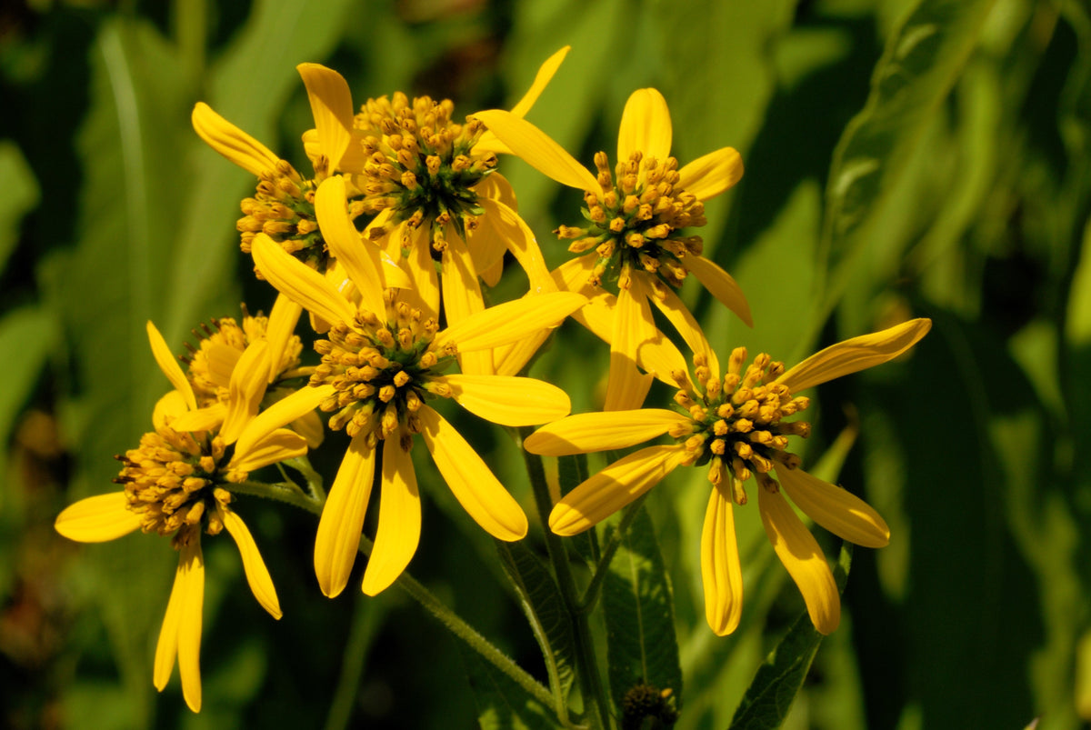 Wingstem (Verbesina alternifolia) Seeds – 250 ct