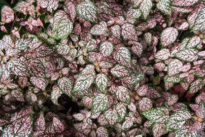 Pink Splash Select Polka Dot Plant (Hypoestes phyllostachya) Seeds – 10 ct