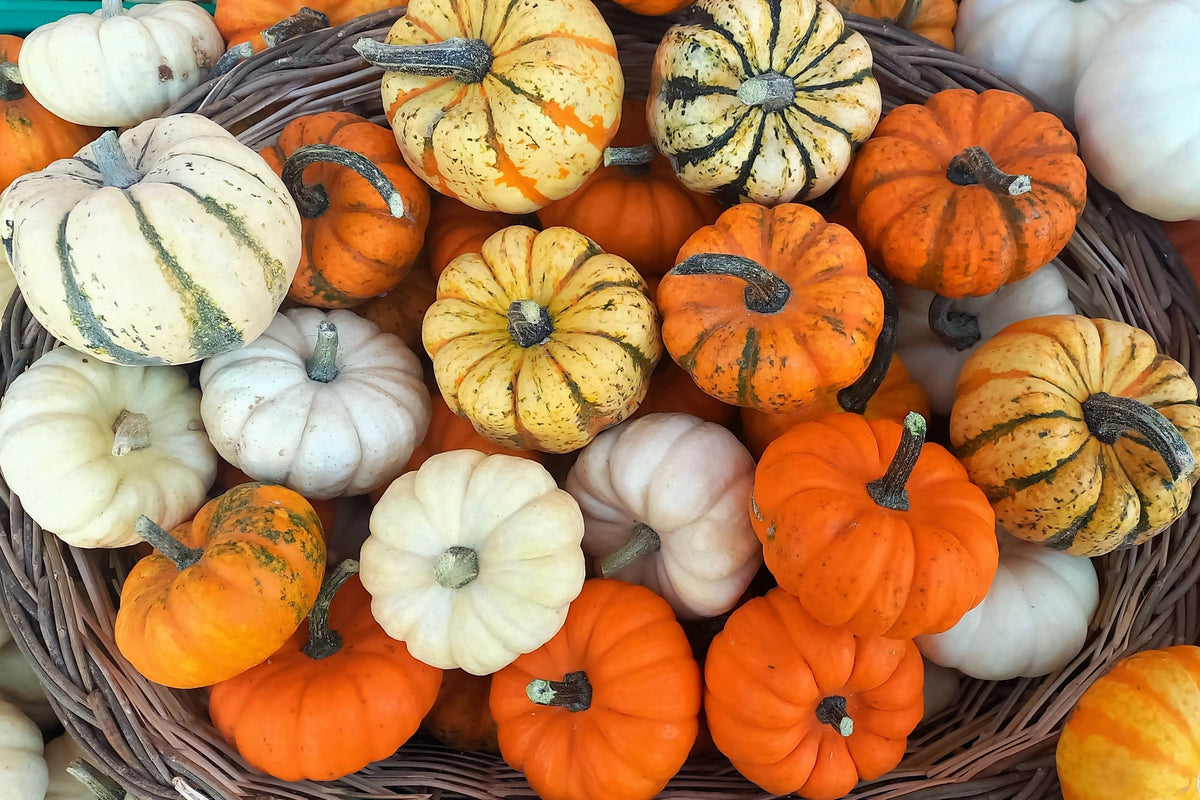 20 MINI MIX PUMPKIN Miniature Cucurbita Pepo White Green Orange Striped Vegetable Seeds