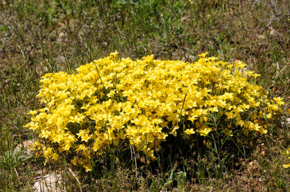 500  Golden Flax/Linseed (Linum Flavum) Seeds