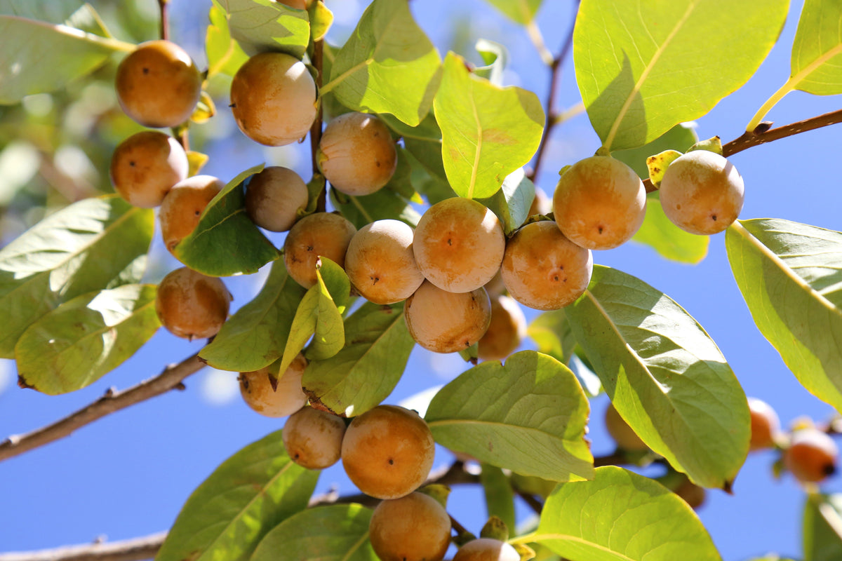 Date Plum Persimmon (Diospyros lotus) Seeds – 10 ct
