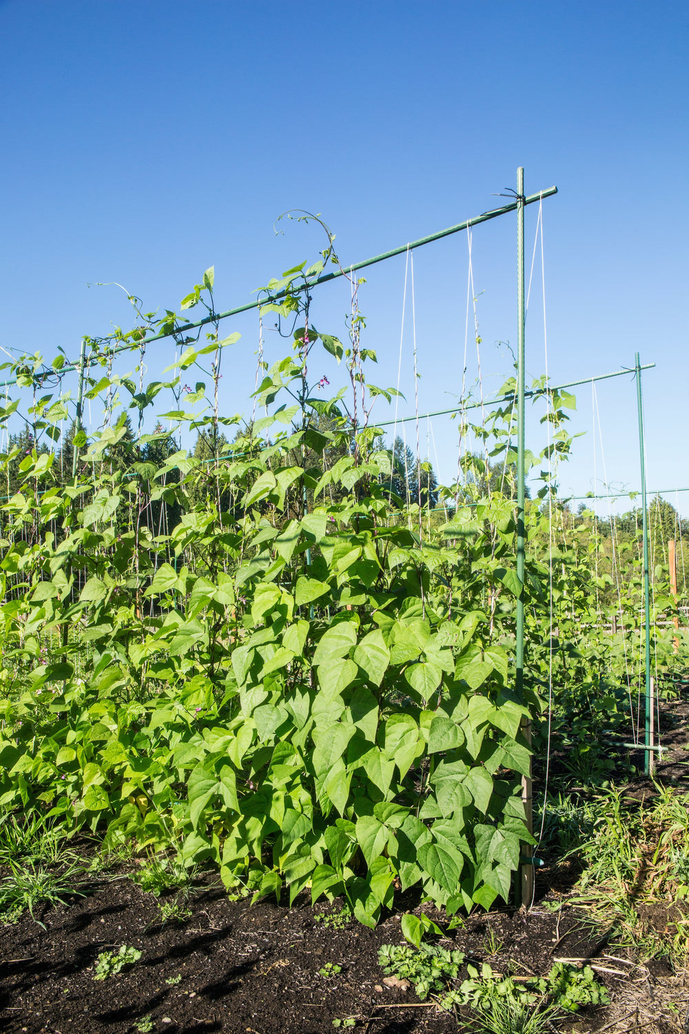 50 Kentucky Wonder Pole Bean (Phaseolus Vulgaris) Seeds