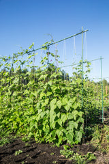 50 Kentucky Wonder Pole Bean (Phaseolus Vulgaris) Seeds