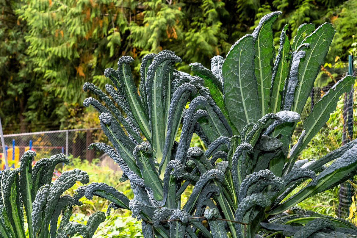 1500 LACINATO KALE Dinosaur Tuscan Black Brassica Oleracea Vegetable Seeds
