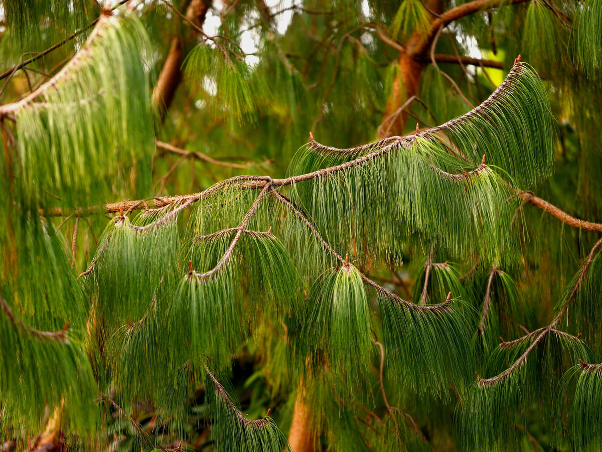 30 Mexican WEEPING PINE TREE Evergreen Pinus Patula Seeds