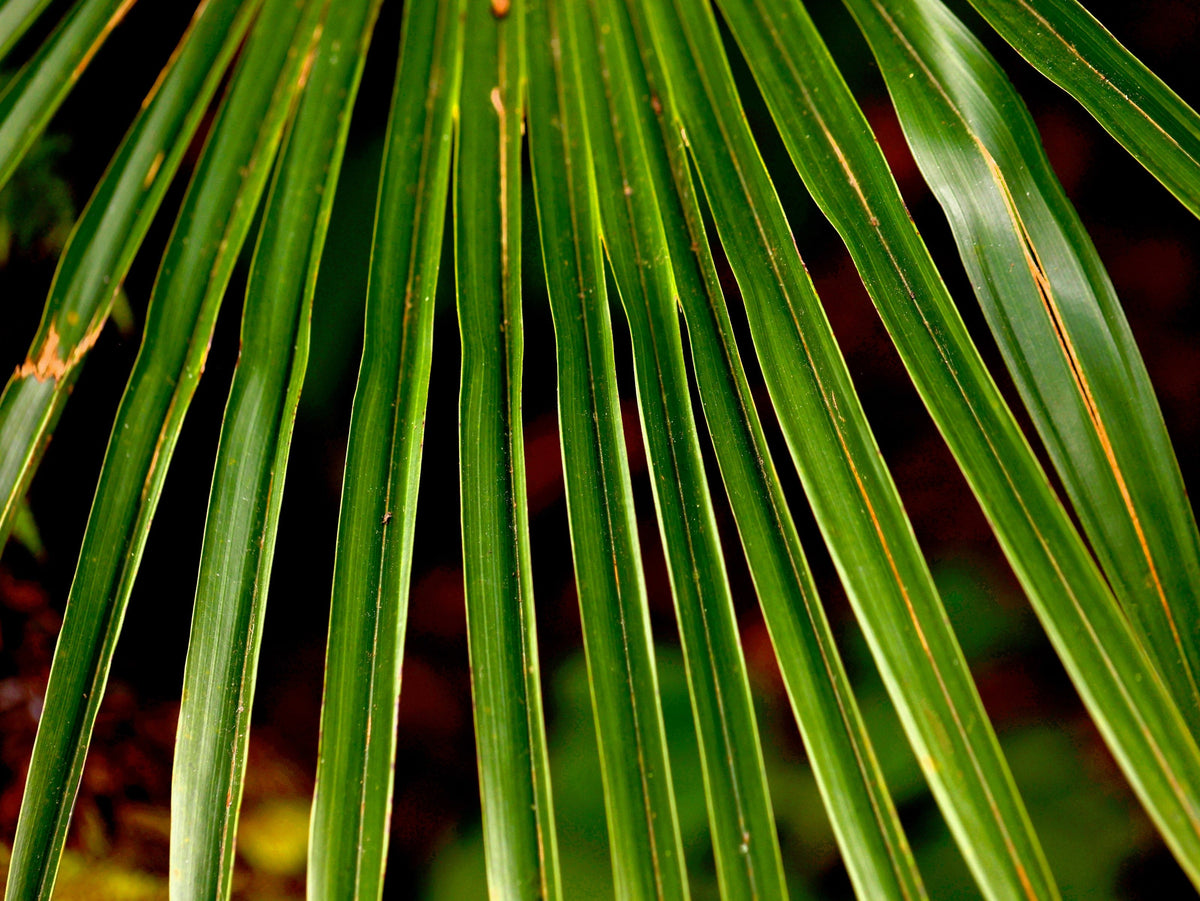 Wagner Windmill Palm (Trachycarpus fortunei 'Wagnerianus') Seeds – 10 ct