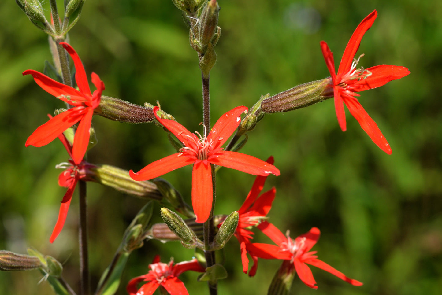 20 Royal Red Catchfly (Silene Regia) Seeds
