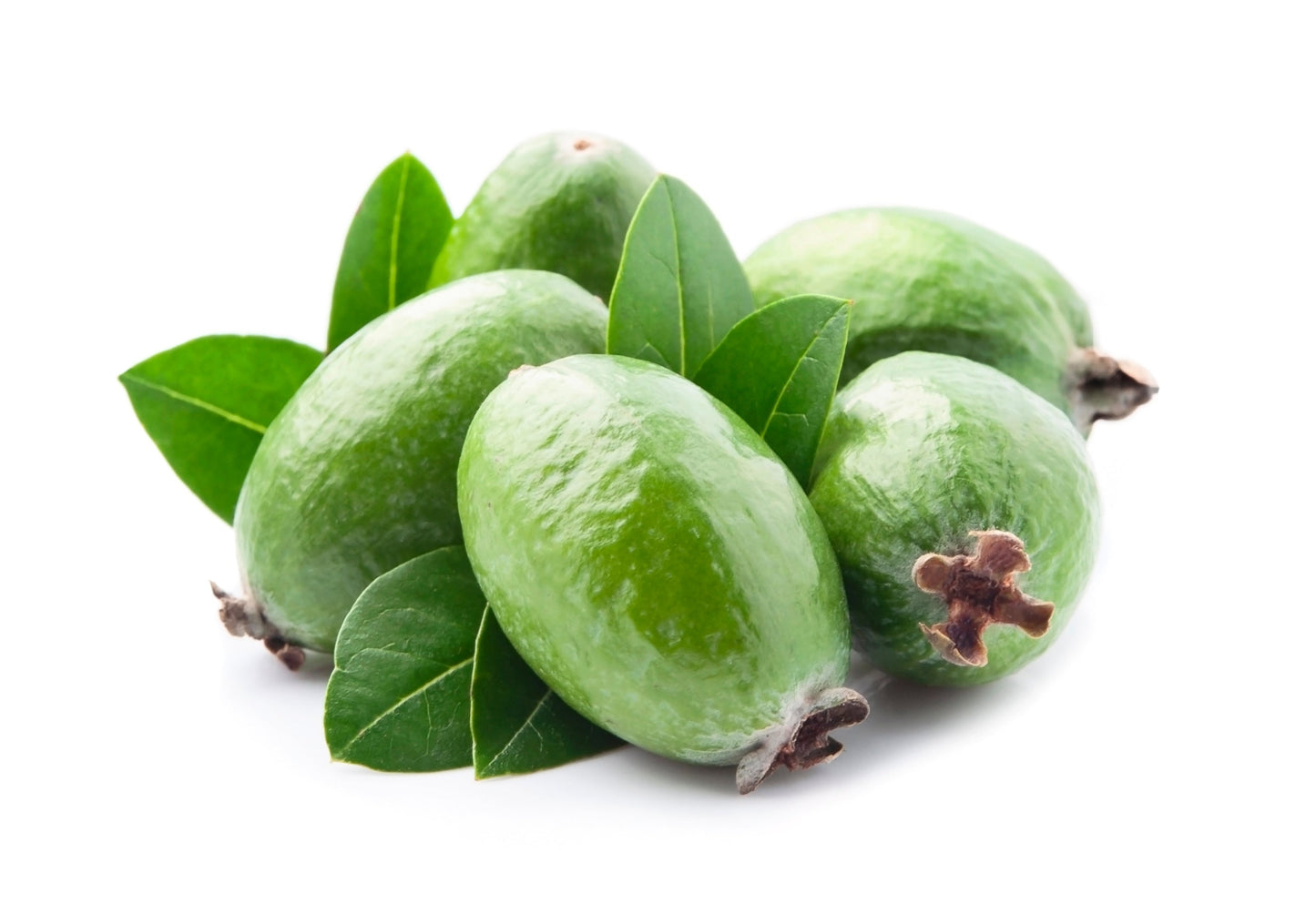10 Pineapple Guava (Acca Guavasteen) Seeds