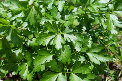 1500 FLAT LEAF PARSLEY Seeds Petroselinum Crispum Plain Single Italian Parsley Seeds