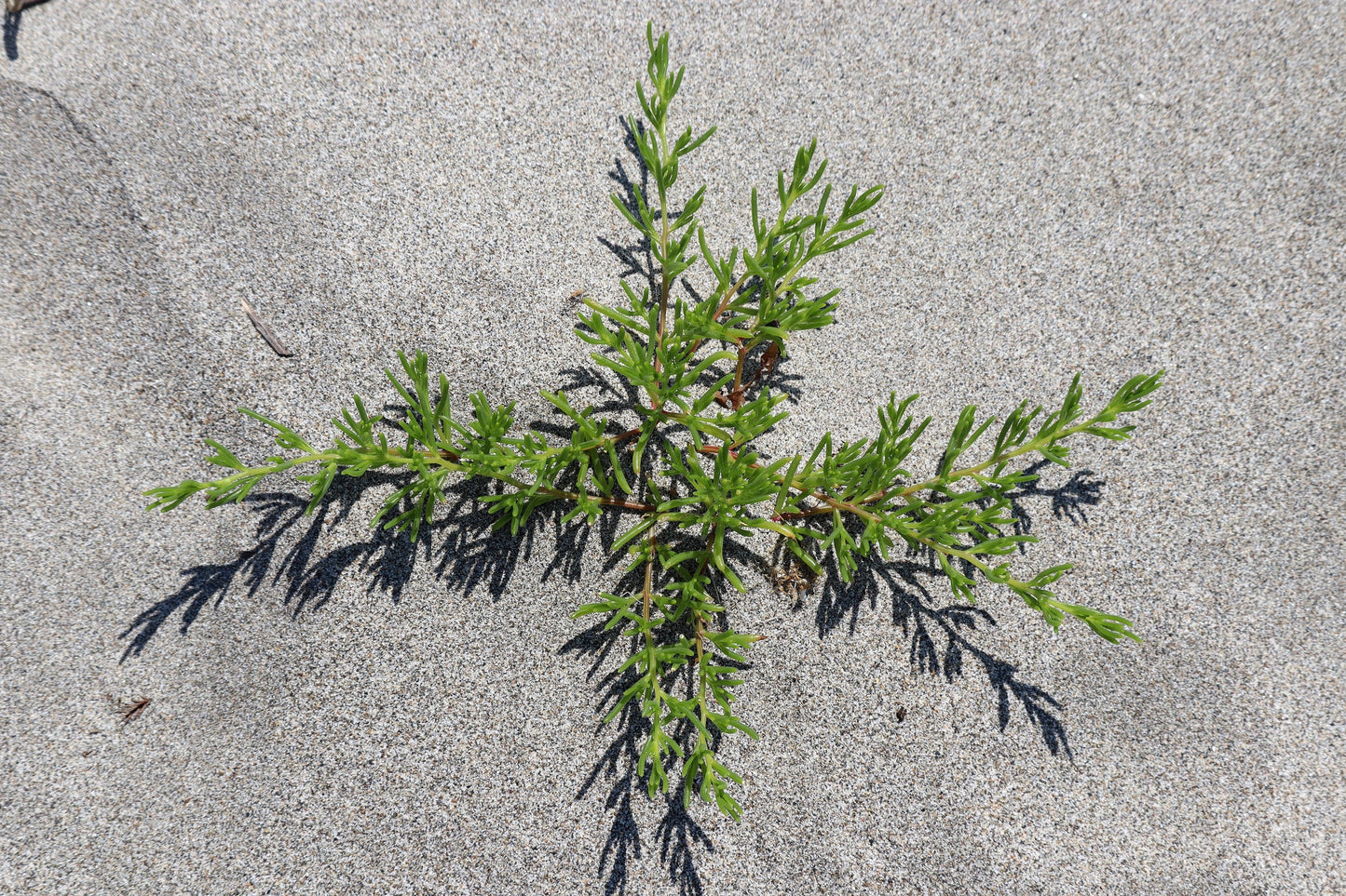 75 Okahijiki / Land Seaweed (Salsola Komarovii) Seeds