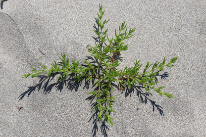 75 Okahijiki / Land Seaweed (Salsola Komarovii) Seeds