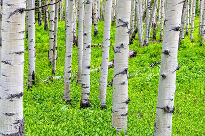 50 Golden Quaking Aspen (Populus Tremuloides) Seeds
