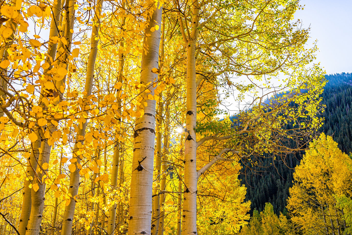 50 Golden Quaking Aspen (Populus Tremuloides) Seeds