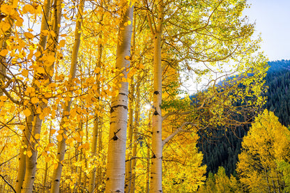 50 Golden Quaking Aspen (Populus Tremuloides) Seeds