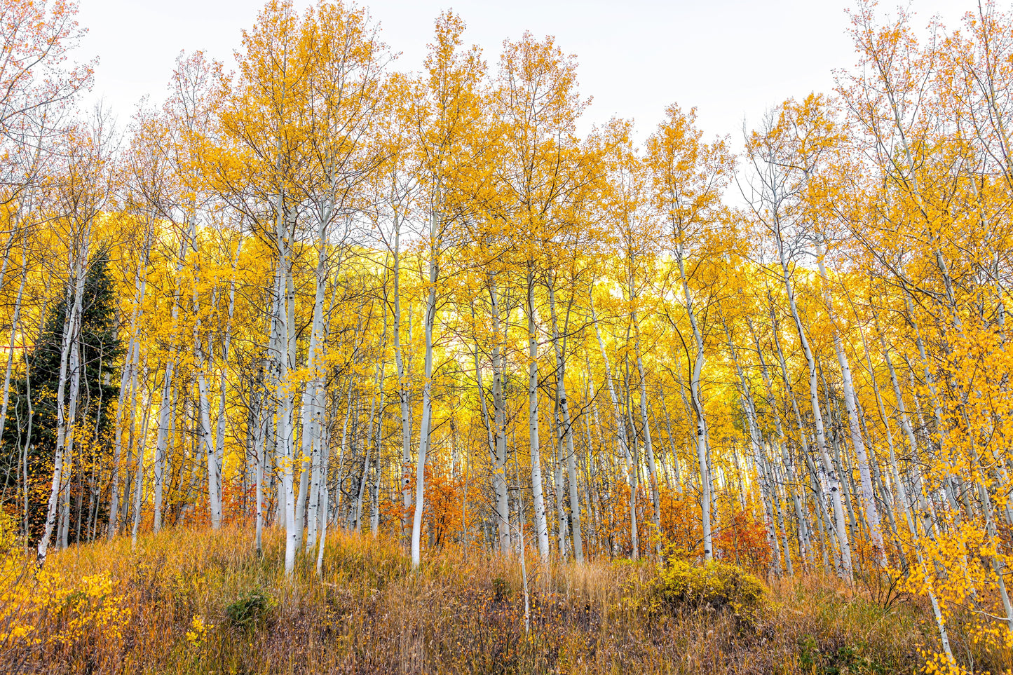 50 Golden Quaking Aspen (Populus Tremuloides) Seeds