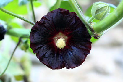 Black Hollyhock (Alcea rosea 'Nigra') Seeds – 25 ct