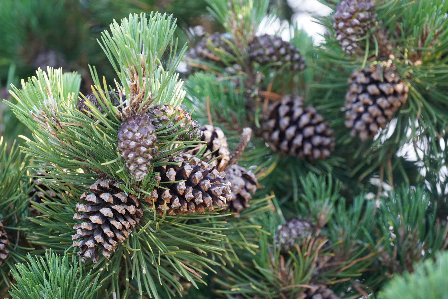 10 Japanese Black Pine Tree (Pinus Thunbergii) Seeds