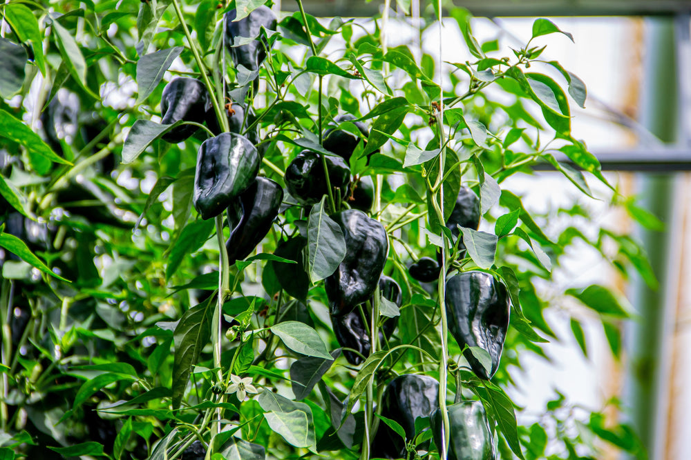 50 Ancho Poblano Pepper (Capsicum Annuum) Seeds