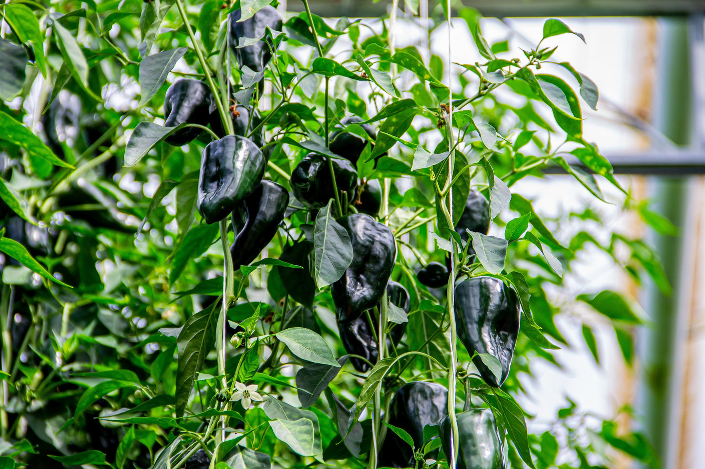 50 Ancho Poblano Pepper (Capsicum Annuum) Seeds