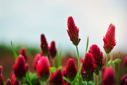 Crimson Clover (Trifolium incarnatum) Seeds – 3,000 ct