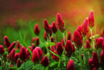 Crimson Clover (Trifolium incarnatum) Seeds – 3,000 ct