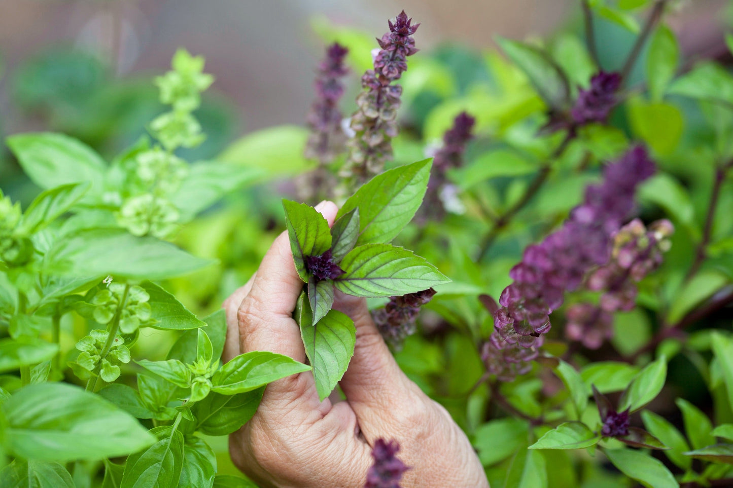 1000 Cinnamon Basil (Ocimum Basilicum) Seeds