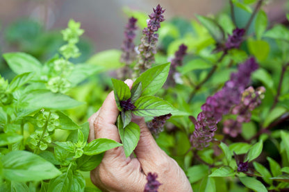 1000 Cinnamon Basil (Ocimum Basilicum) Seeds