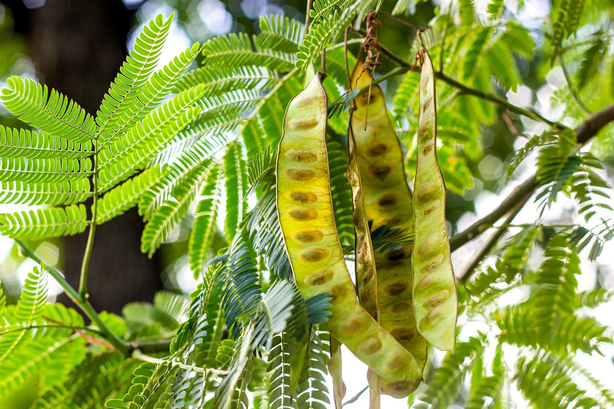 10 Thornless Honeylocust (Gleditsia Triacanthos Inermis) Seeds