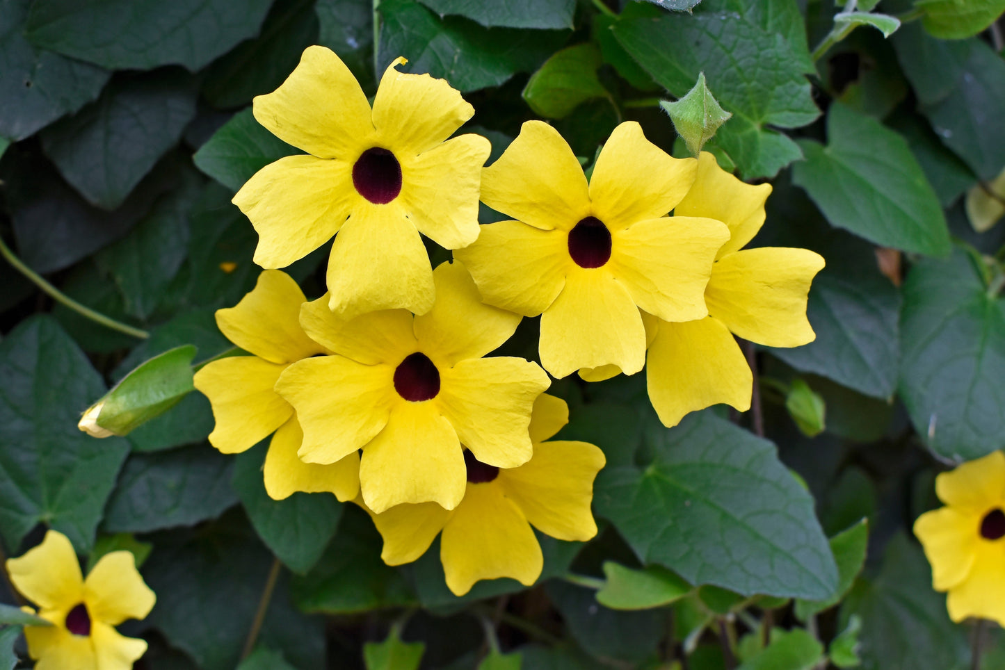 25 Mixed Black Eyed Susan (Thunbergia Alata) Seeds