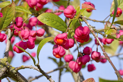 25 EUROPEAN SPINDLE TREE Euonymus Europaeus Spindletree Pink & Orange Flower Shrub Seeds