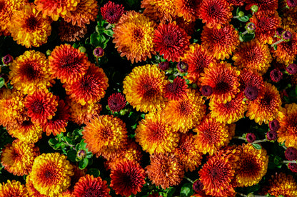 50 Tricolor  Double Painted Daisy (Chrysanthemum Carinatum Tanacetum) Seeds