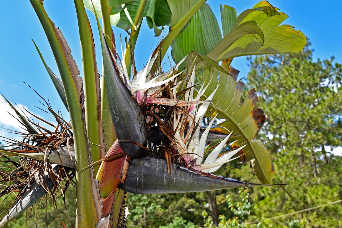10 TRAVELLER'S PALM TREE Ravenala Madagascariensis Flower Houseplant Seeds