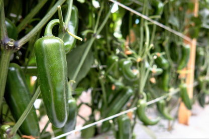 400 EARLY JALAPENO PEPPER Green Medium Hot Capsicum Annuum Mexican Chili Vegetable Seeds