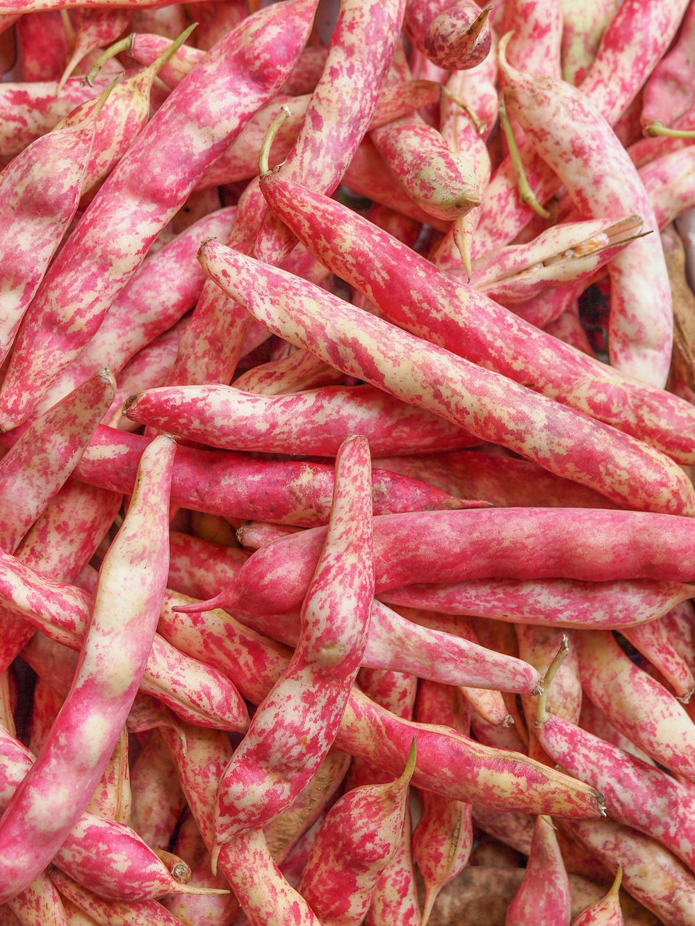 25 Cranberry Bean (Phaseolus Vulgaris) Seeds