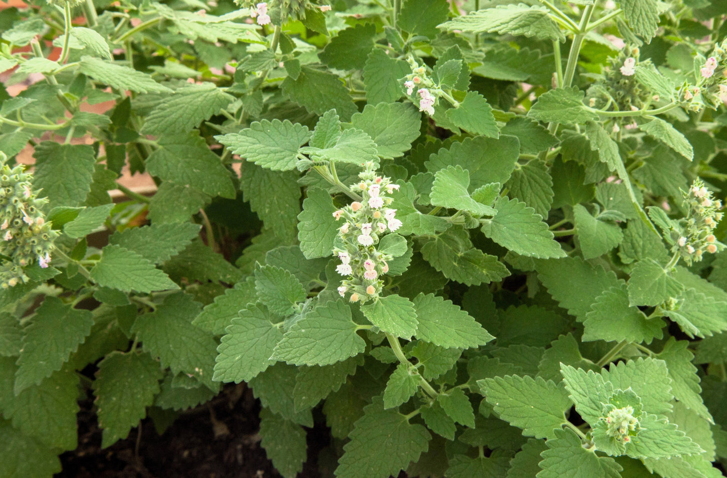 200 Lemony Catnip (Nepeta Cataria Citriodora) Seeds