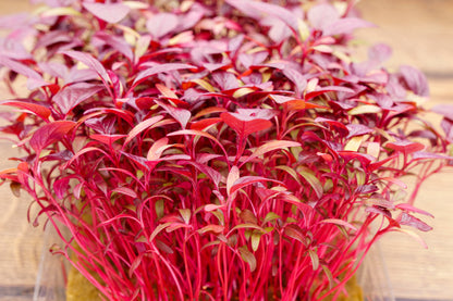 500 Midnight Red Amaranthus (Amaranthus Cruentus)Seeds