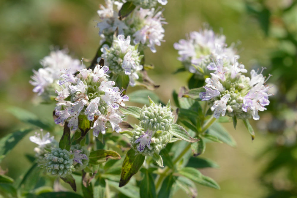 400 Hairy Mountain Mint (Pycnanthemum Pilosum) Seeds